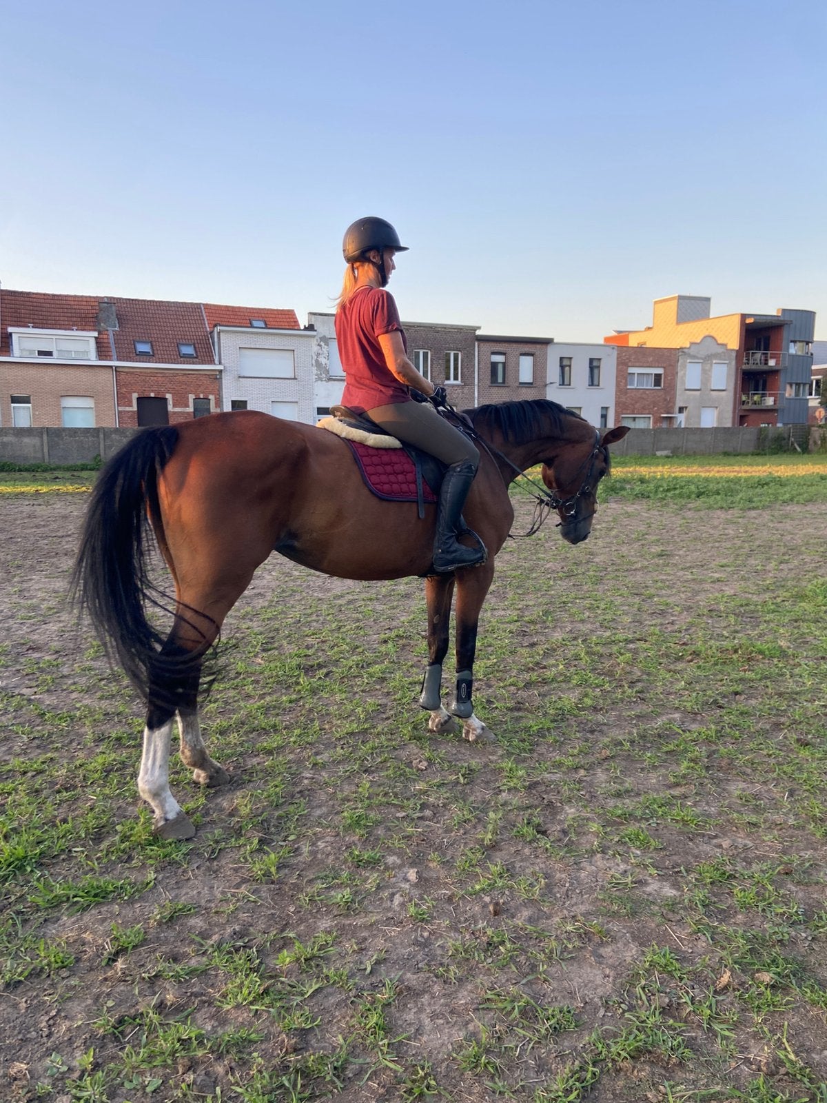 Mooie 11jarige hannoveraanse merrie, Dieren en Toebehoren, Merrie