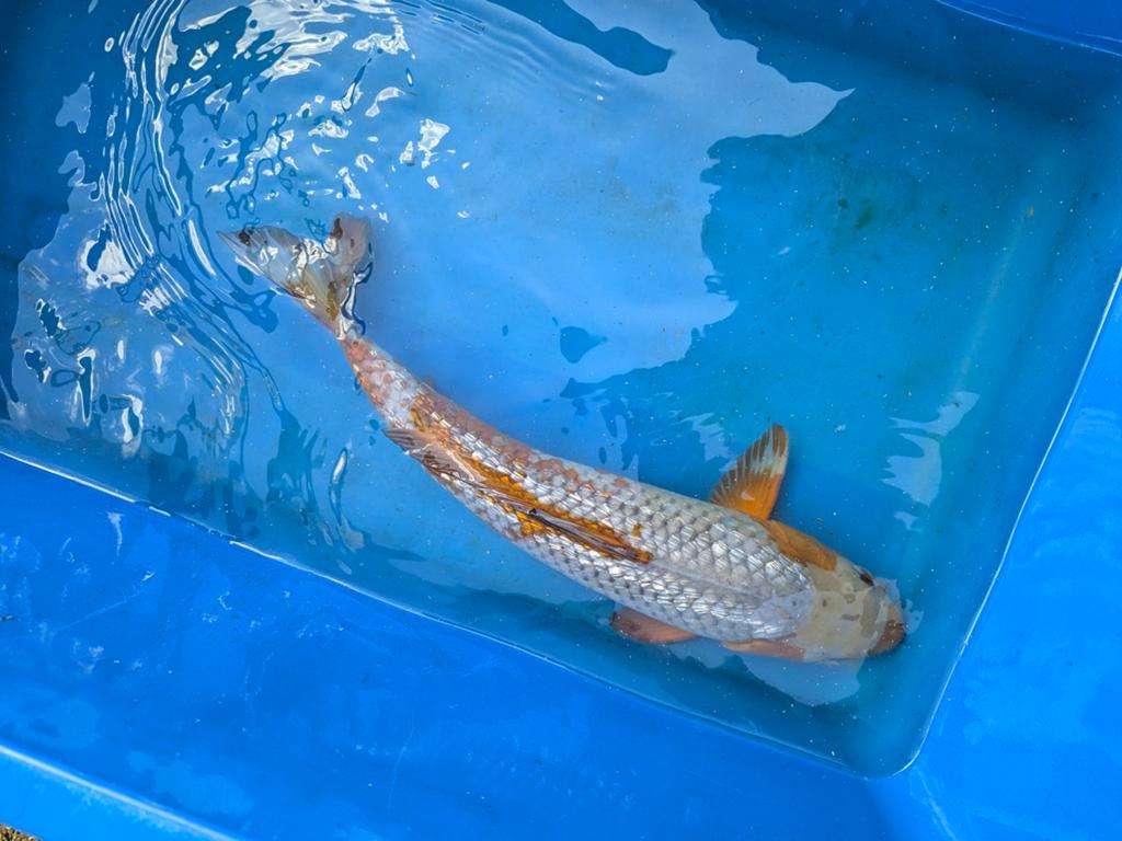 Japanse Koi (ochiba)