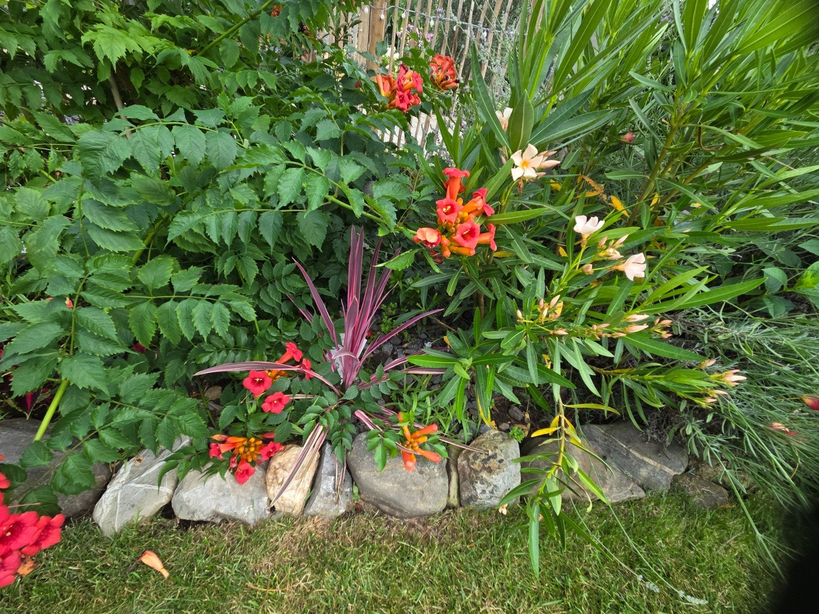 scheutjes van planten te koop, Tuin en Terras, Ophalen