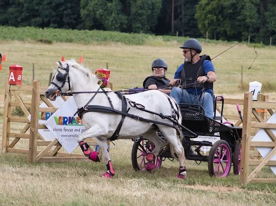 Brave welsh pony, Dieren en Toebehoren, Pony's, Merrie, Met stamboom, Niet van toepassing, B pony (1.17m tot 1.27m)