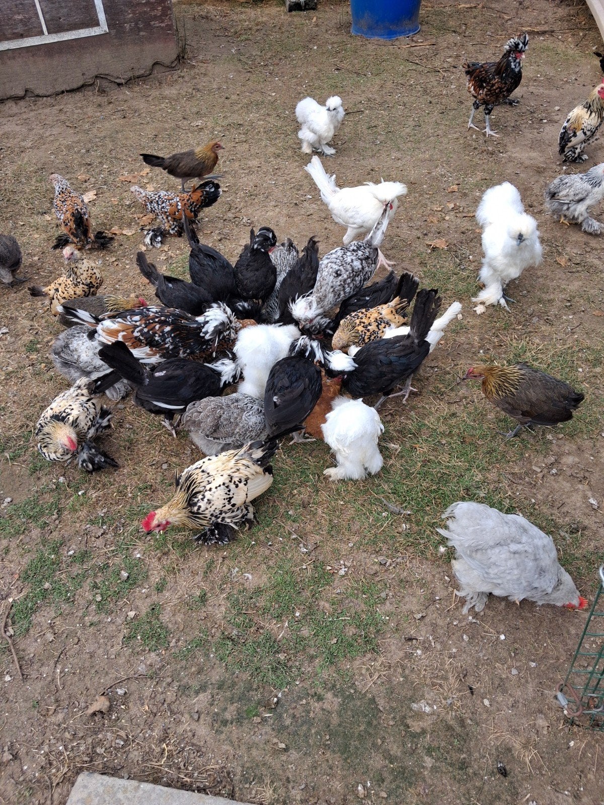cochin hennen 30 st, Poule ou poulet