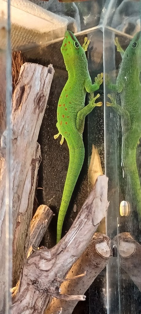 Phelsuma madagascariensis grandis  man, Lézard, 0 à 2 ans