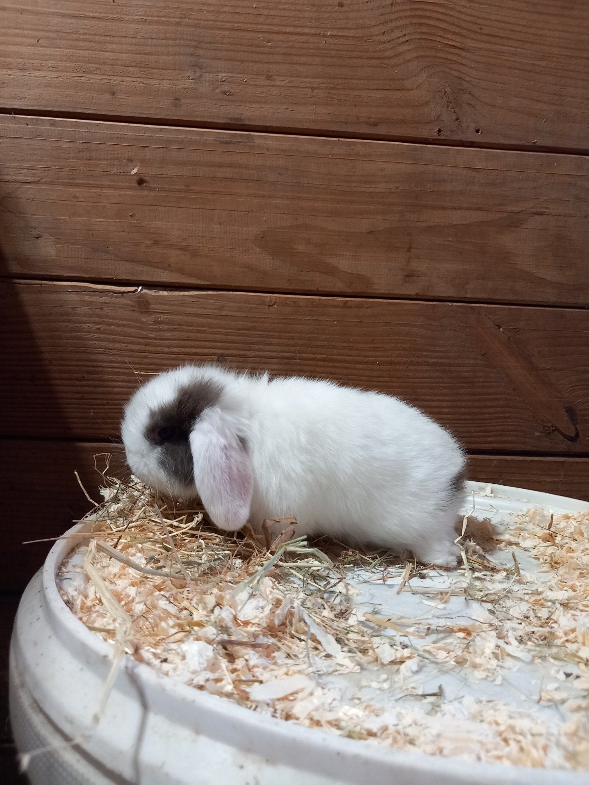 zeer mooi minilop voedstertje, Dieren en Toebehoren, Konijnen, Vrouwelijk, Klein, Hangoor, 0 tot 2 jaar