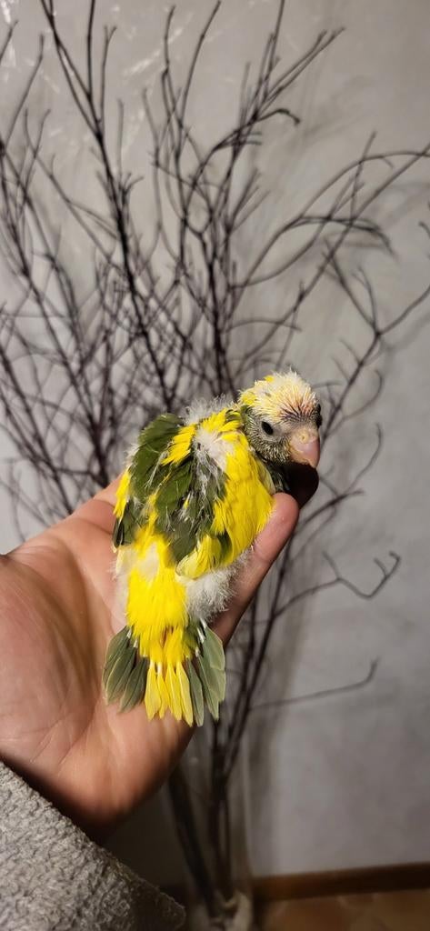 Kakariki  apprivoisé, Femelle