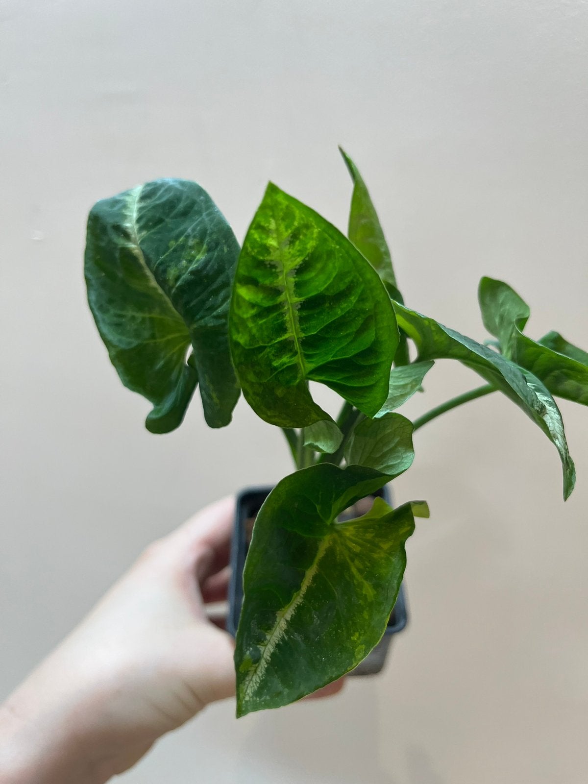Syngonium Wendlanii Scrambled Eggs, Ophalen of Verzenden
