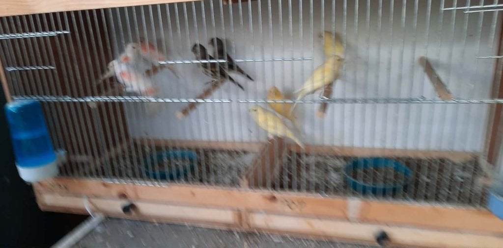 vogels, Dieren en Toebehoren