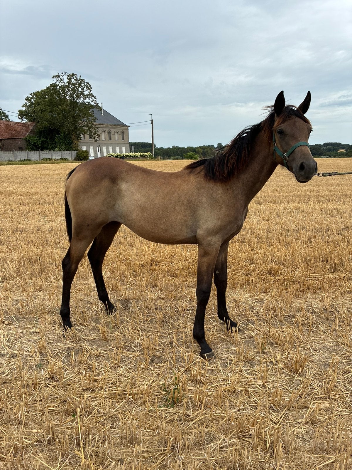 Jaarling merrie te koop, Jument, Cheval de récréation, Avec puce électronique, 0 à 2 ans