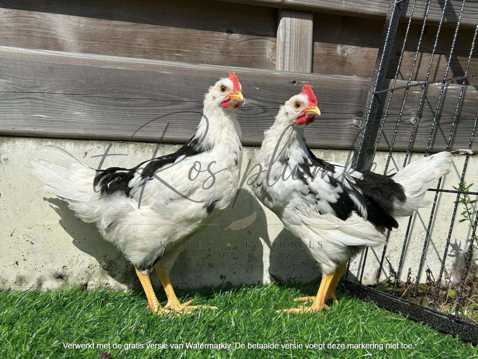 Bonte leghorn (exchequer) hanen, Dieren en Toebehoren
