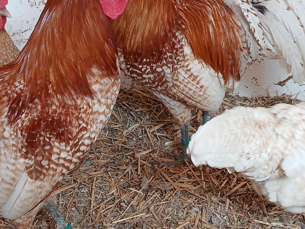 Goud-witgebande brakelkriel broedeieren, Dieren en Toebehoren, Pluimvee, Geslacht onbekend, Kip