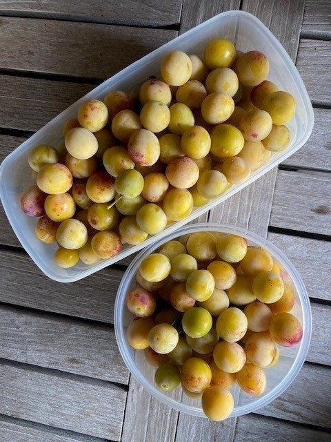 Mirabelle cultivée naturellement, Articles professionnels, Enlèvement