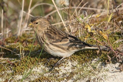Frater man 2025., Dieren en Toebehoren, Vogels | Overige Vogels, Mannelijk, Wildzangvogel, Geringd