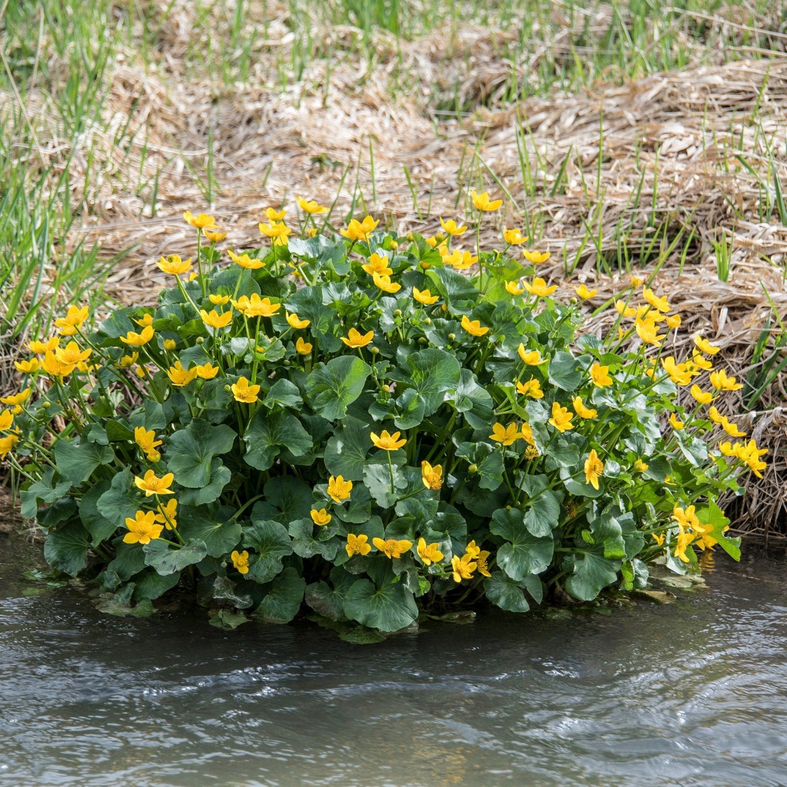 PLANTS DE SOUCI JAUNE POUR PLANTES D'ÉTANG, Jardin & Terrasse, Enlèvement