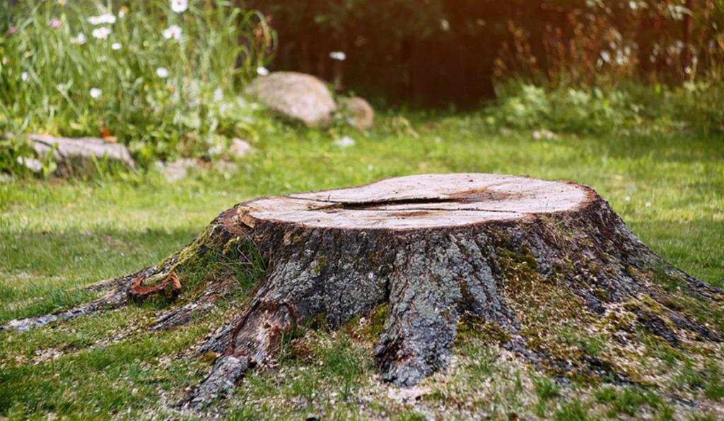 cherche pour dessouchage, Moins de 3 m³, Enlèvement, Autres essences de bois, Troncs d'arbres