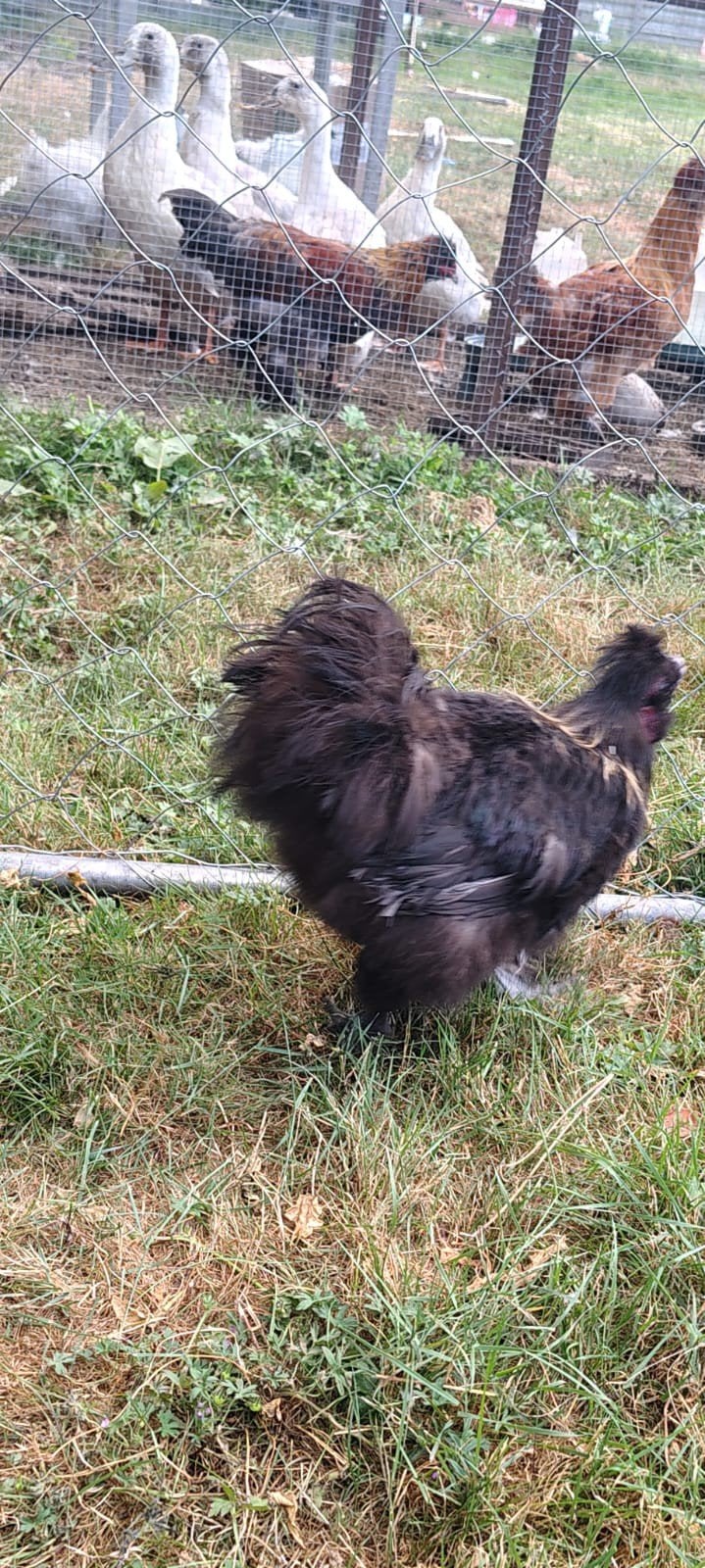 zijdehoender gratis, Dieren en Toebehoren, Pluimvee