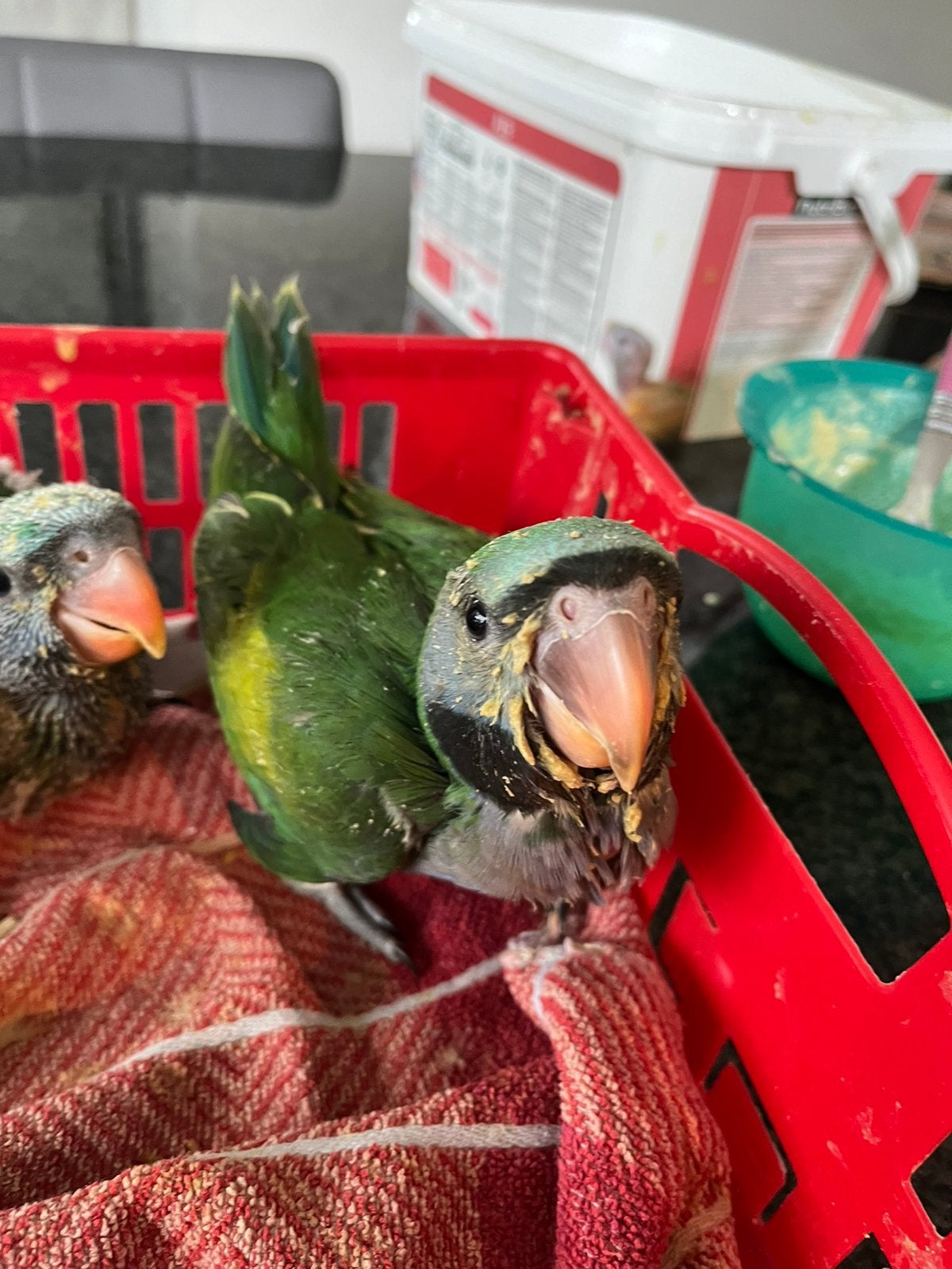 Vogels, Dieren en Toebehoren, Vogels | Parkieten en Papegaaien, Vrouwelijk, Geringd