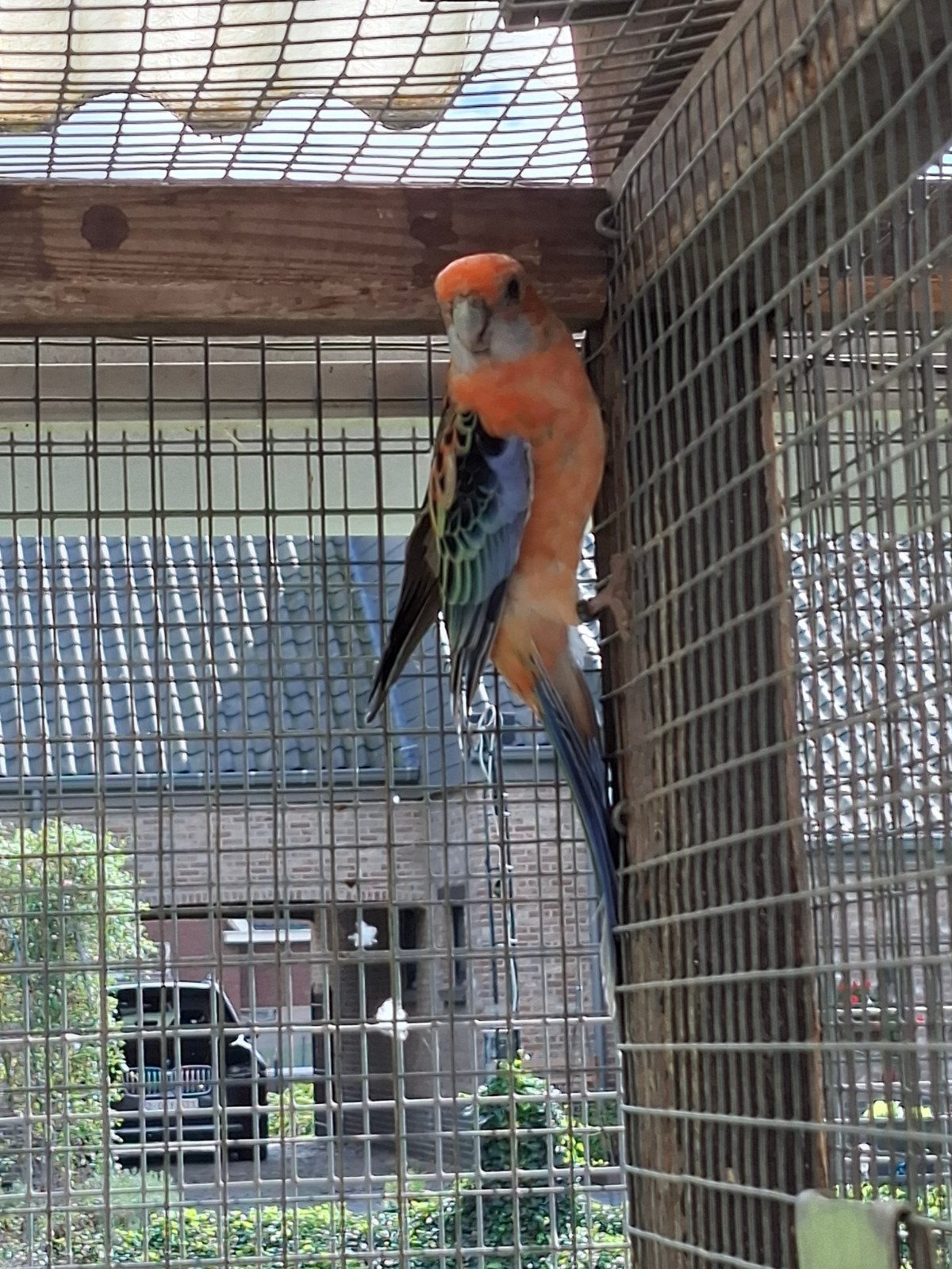 Oranje opaline / zwart pastel, Dieren en Toebehoren, Meerdere dieren, Parkiet, Geringd