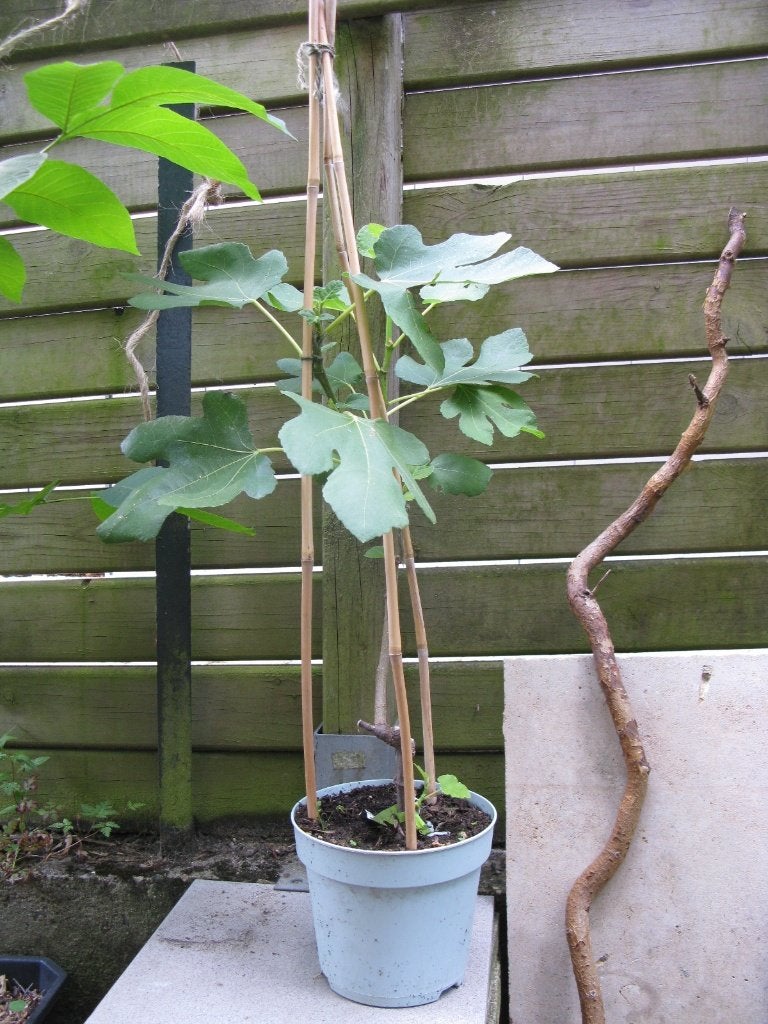 Figuier, Jardin & Terrasse, Plantes | Arbres fruitiers, Figuier, En pot, Plein soleil, Enlèvement