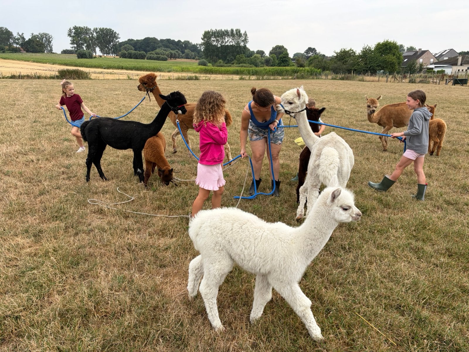 tamme alpaca merrie Elza, Juni, Vrouwelijk