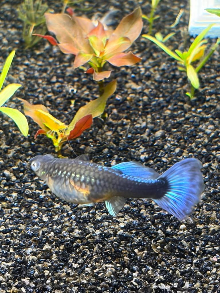 Guppy’s Gratis GERESERVEERD, Dieren en Toebehoren