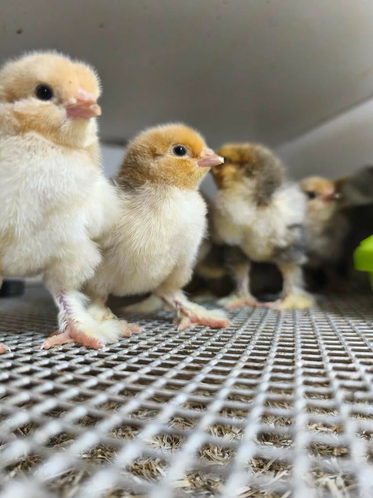 Brahma Groothoenders paaskuikens, Dieren en Toebehoren, Pluimvee