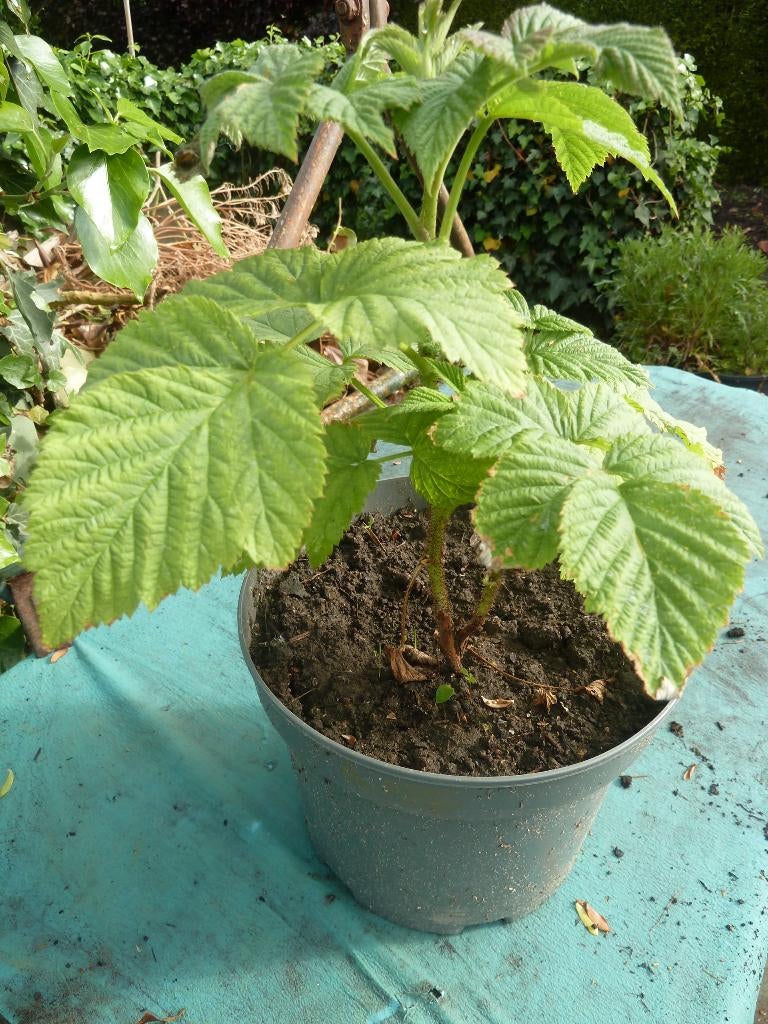 Frambozen plant, Enlèvement, Plante fixe, Plantes fruitières, Plein soleil