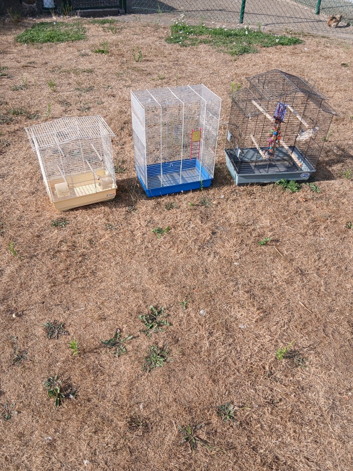 3 vogelkooien en 6 grasparkieten, Enlèvement, Cage à oiseaux
