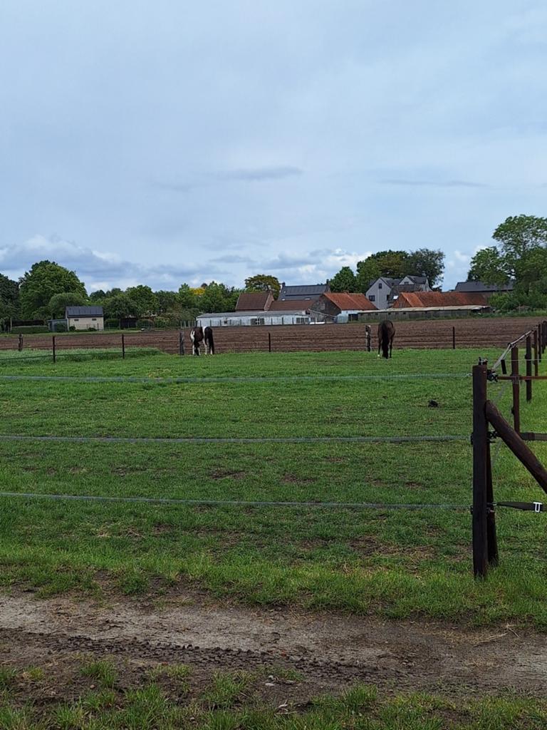 2 Stallen te huur te kalken, Dieren en Toebehoren