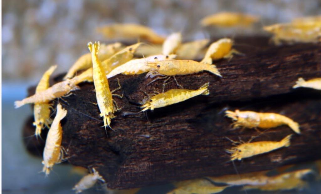 Oranje goudpoeder garnaal, Dieren en Toebehoren, Kreeft, Krab of Garnaal, Zoetwatervis, Schoolvis