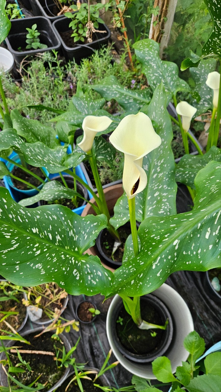 Aronskelk , in bloei met mooie grote bloemen en lange stelen, Tuin en Terras, Ophalen