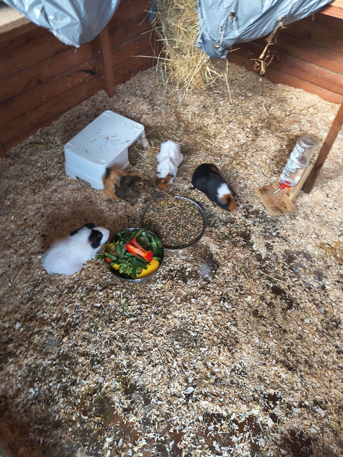 Cavia