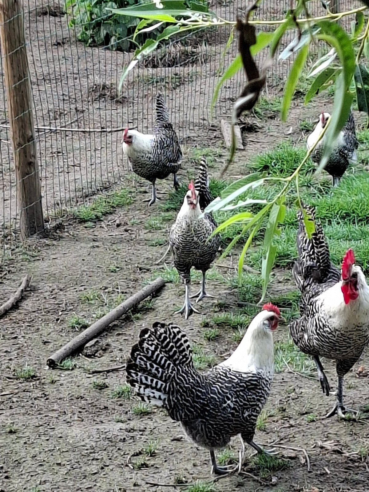Kempens hoen trio, Dieren en Toebehoren