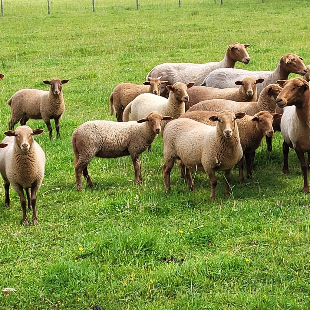 Ardense voskop ooien, Dieren en Toebehoren, Schapen, Geiten en Varkens, Vrouwelijk, Schaap, 0 tot 2 jaar