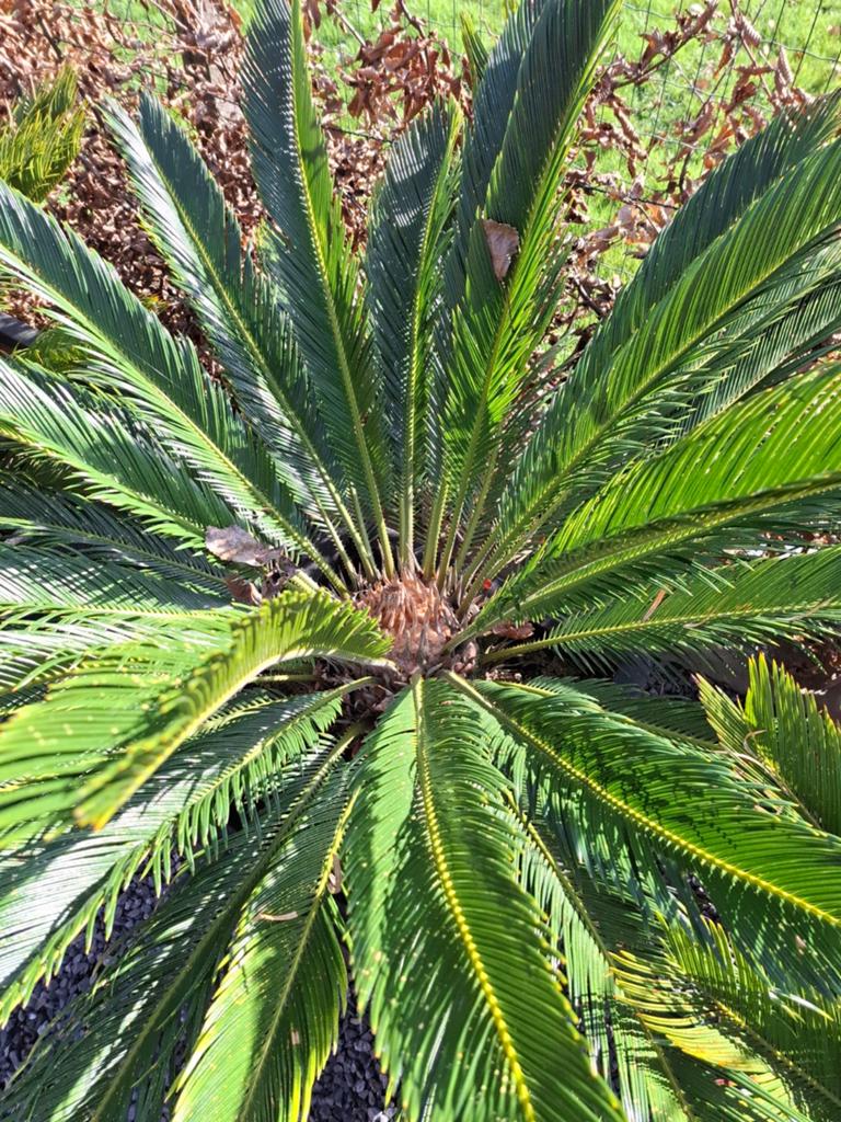 Palmiers Cycas, Enlèvement