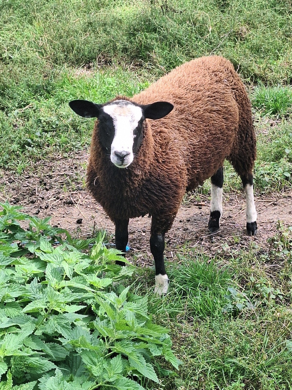 2 ooitjes, Femelle, Mouton, 0 à 2 ans