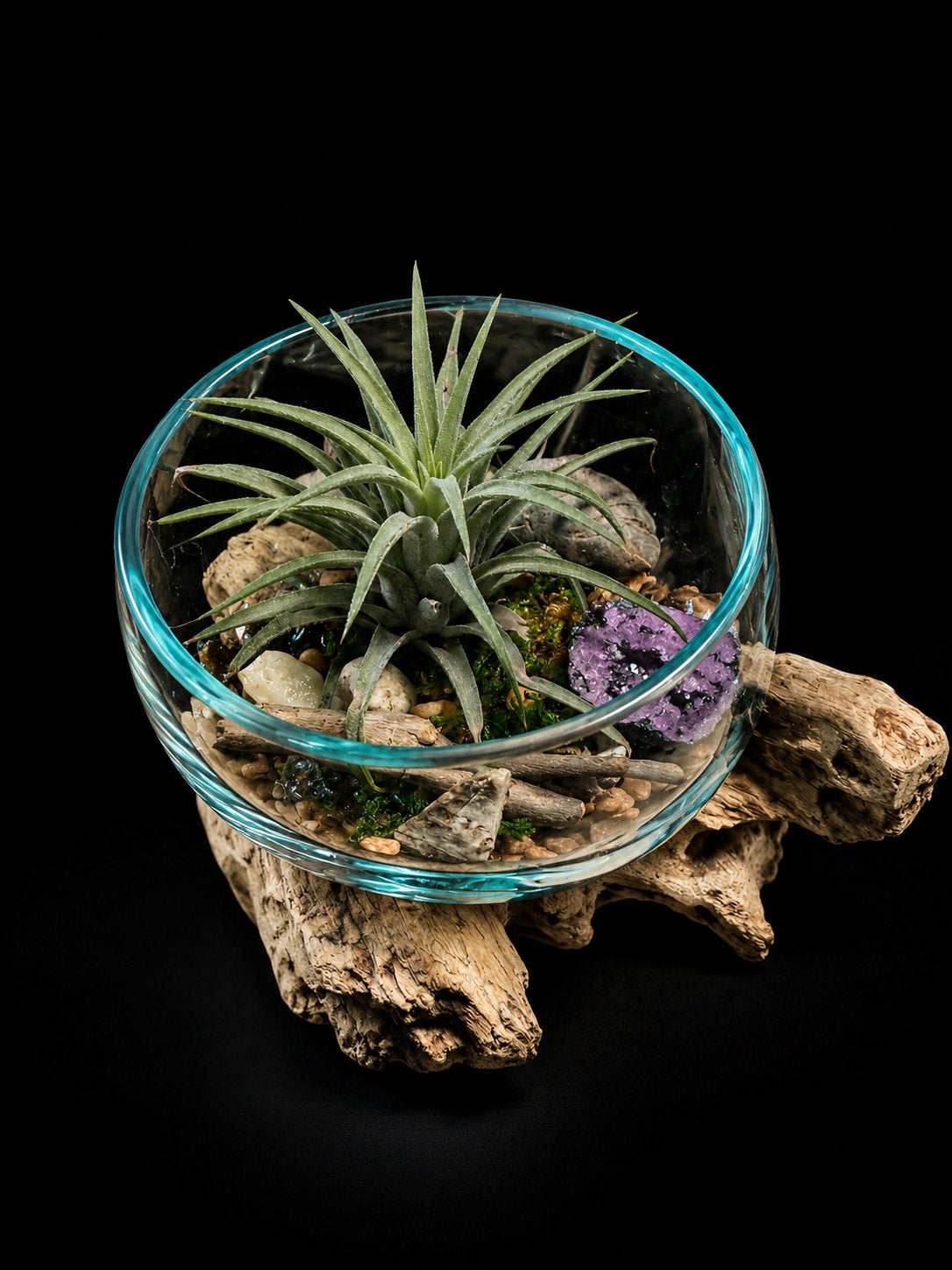 Tillandsia creatie in handgeblazen glas op drijfhout, Ophalen
