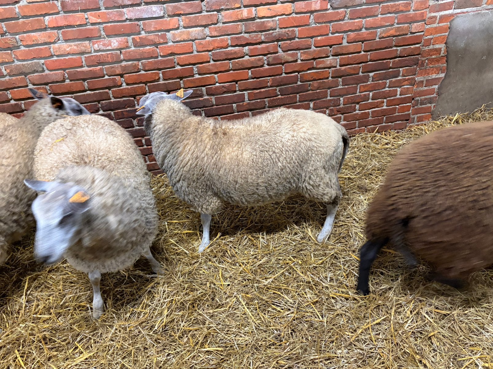 bok, Animaux & Accessoires