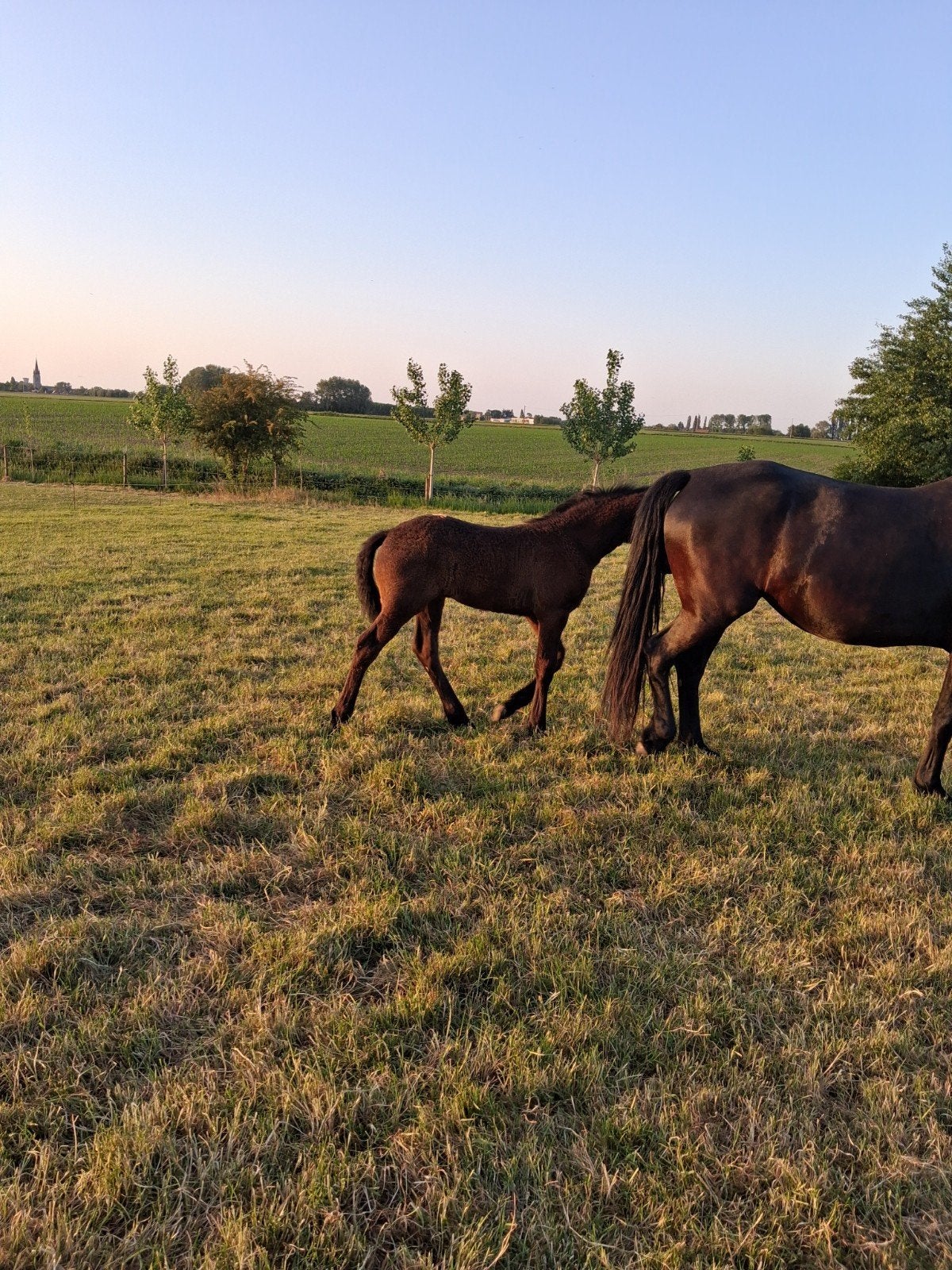 Poulain, Animaux & Accessoires