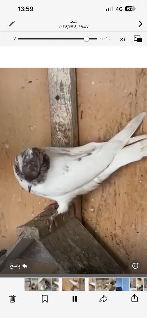 Iraanse Duiven, Dieren en Toebehoren