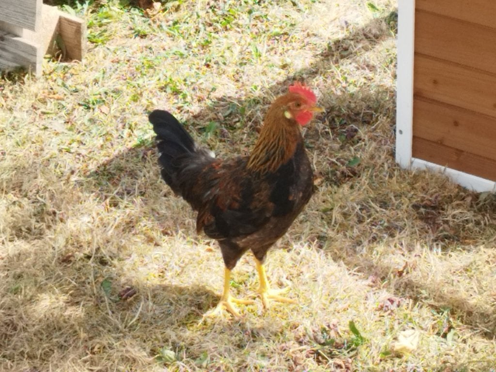 Leghorn goudpatrijs, Mâle, Poule ou poulet