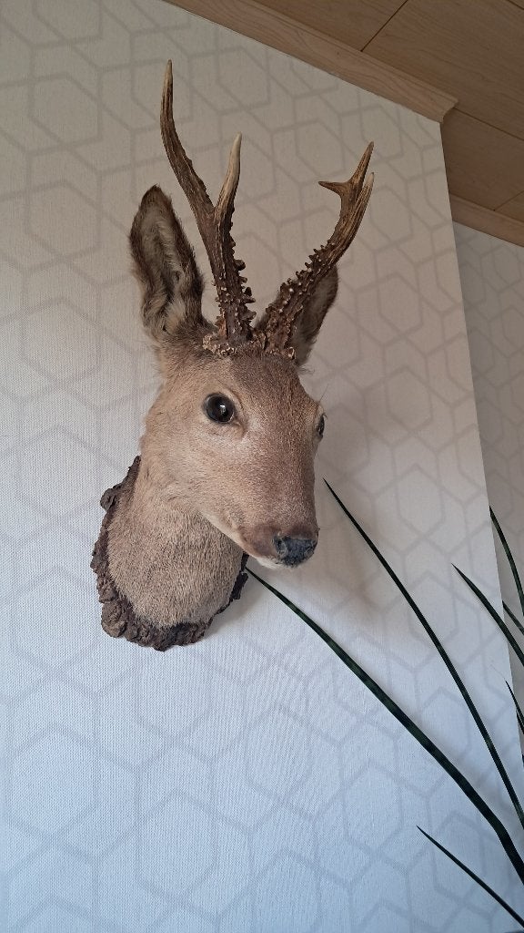 Reeënkop met gewei, Ophalen, Decoratieobject, Zo goed als nieuw, Landelijk