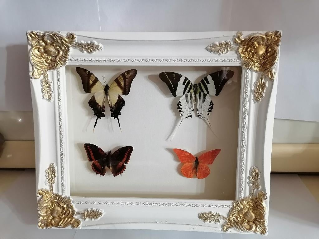 Taxidermy, Envoi, Neuf, Insecte, Animal empaillé