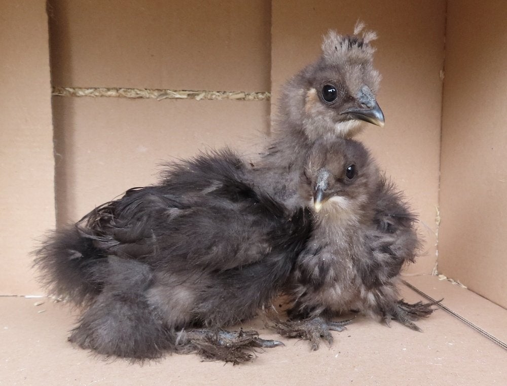 Zijdehoen kuikens USA, Dieren en Toebehoren, Geslacht onbekend, Kip