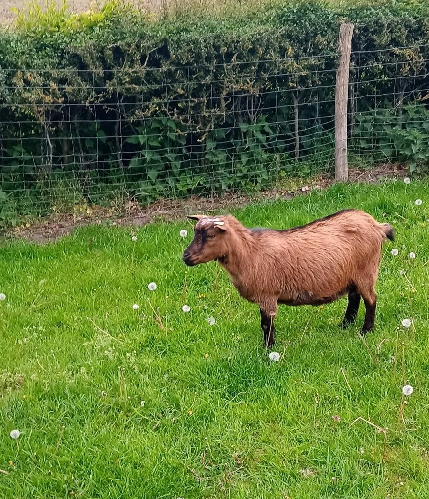 Bruin hoornloos dwerggeitje, Dieren en Toebehoren, Schapen, Geiten en Varkens, Vrouwelijk, Geit, 3 tot 5 jaar
