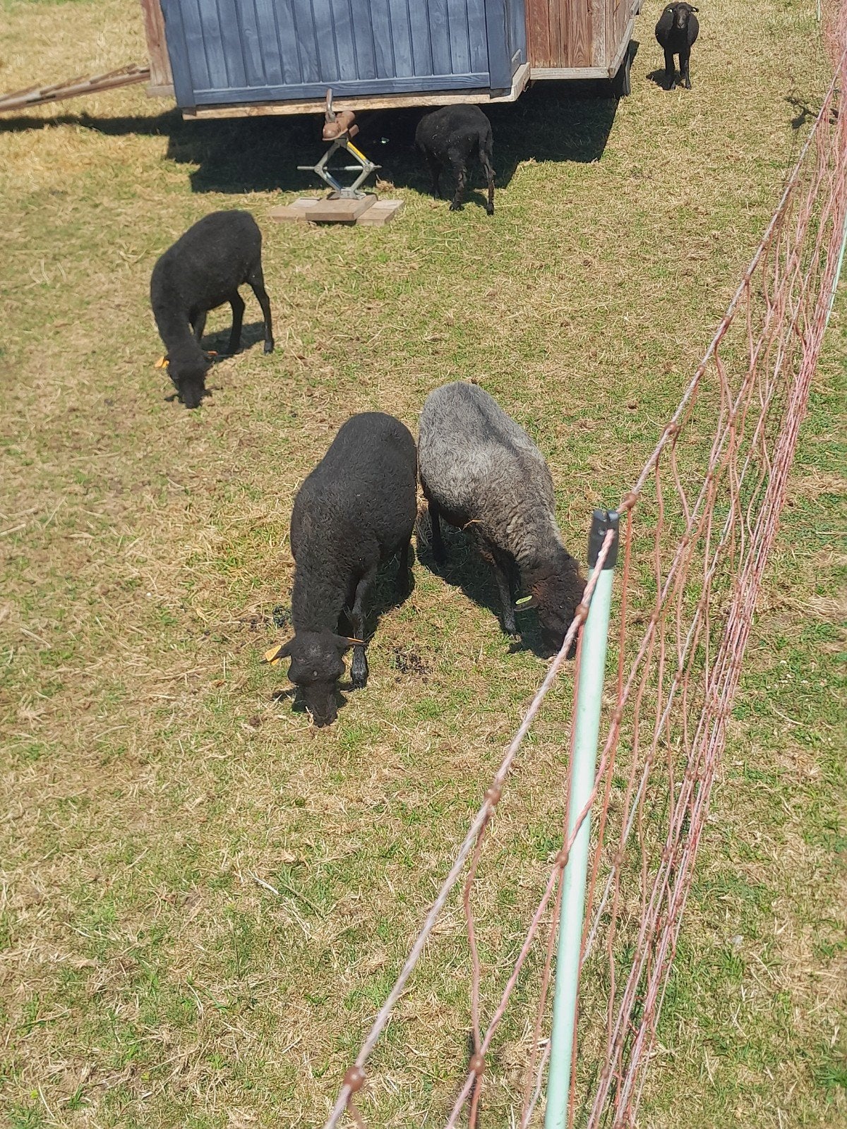 2 mooie ouessant stamboek ooien van 2019, Dieren en Toebehoren, Schapen, Geiten en Varkens, Vrouwelijk, Schaap, 6 jaar of ouder