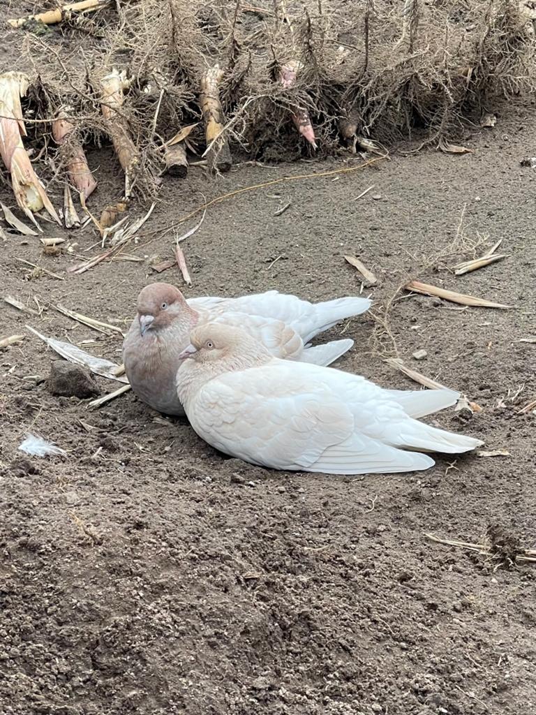 Mooie kleurpostduiven, Dieren en Toebehoren, Pluimvee