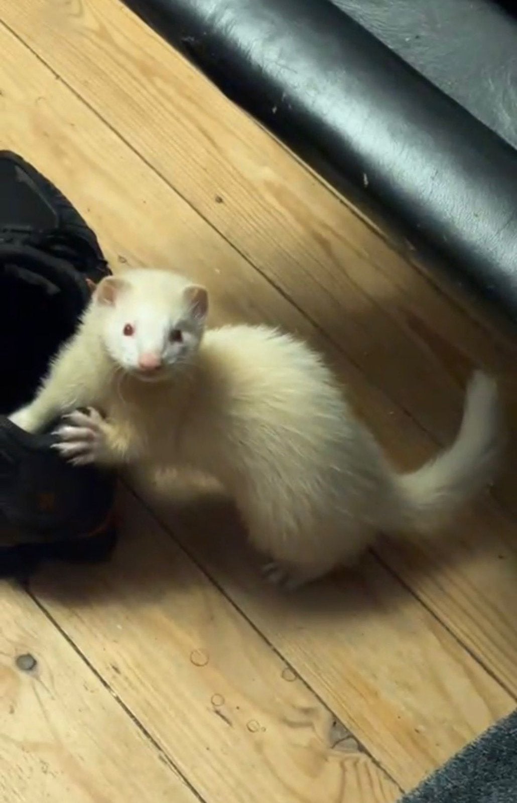 Mooie albino mannetjes fret van begin mei 2026, Animaux & Accessoires, Animaux Autre, Mai, Mâle