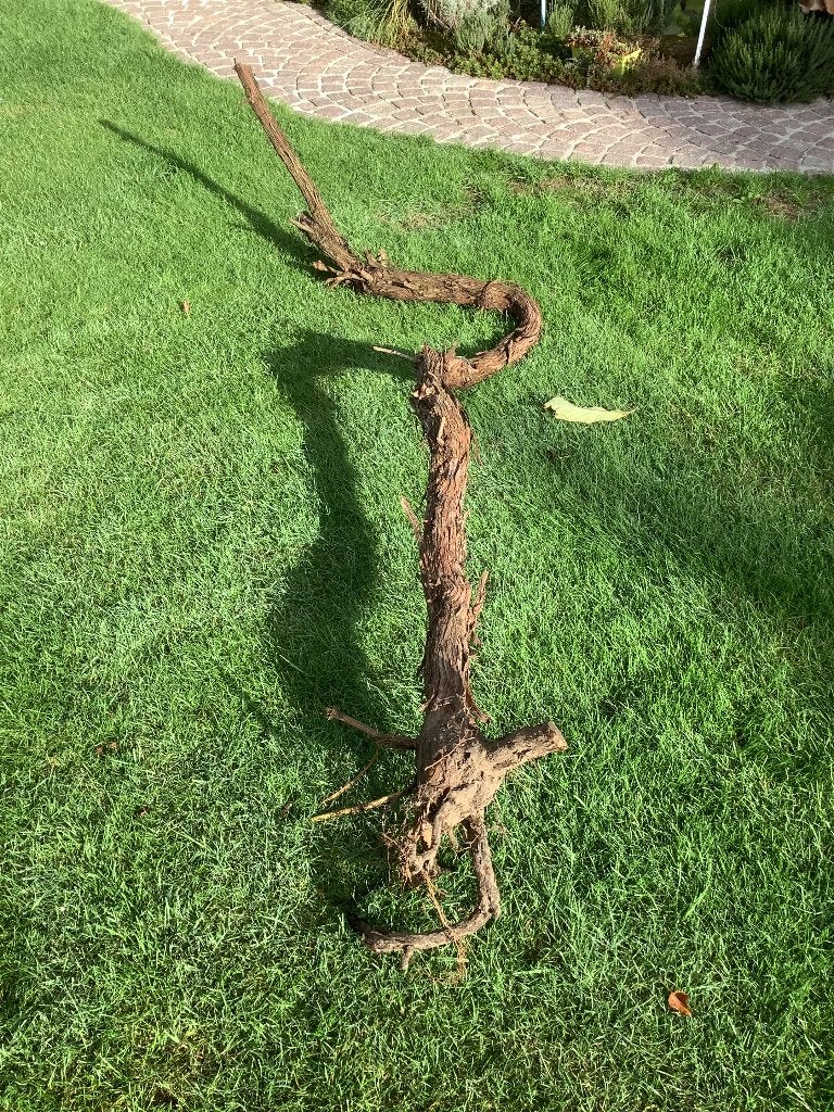 Wijnranken, Ophalen, 100 tot 250 cm, Overige soorten, Lente