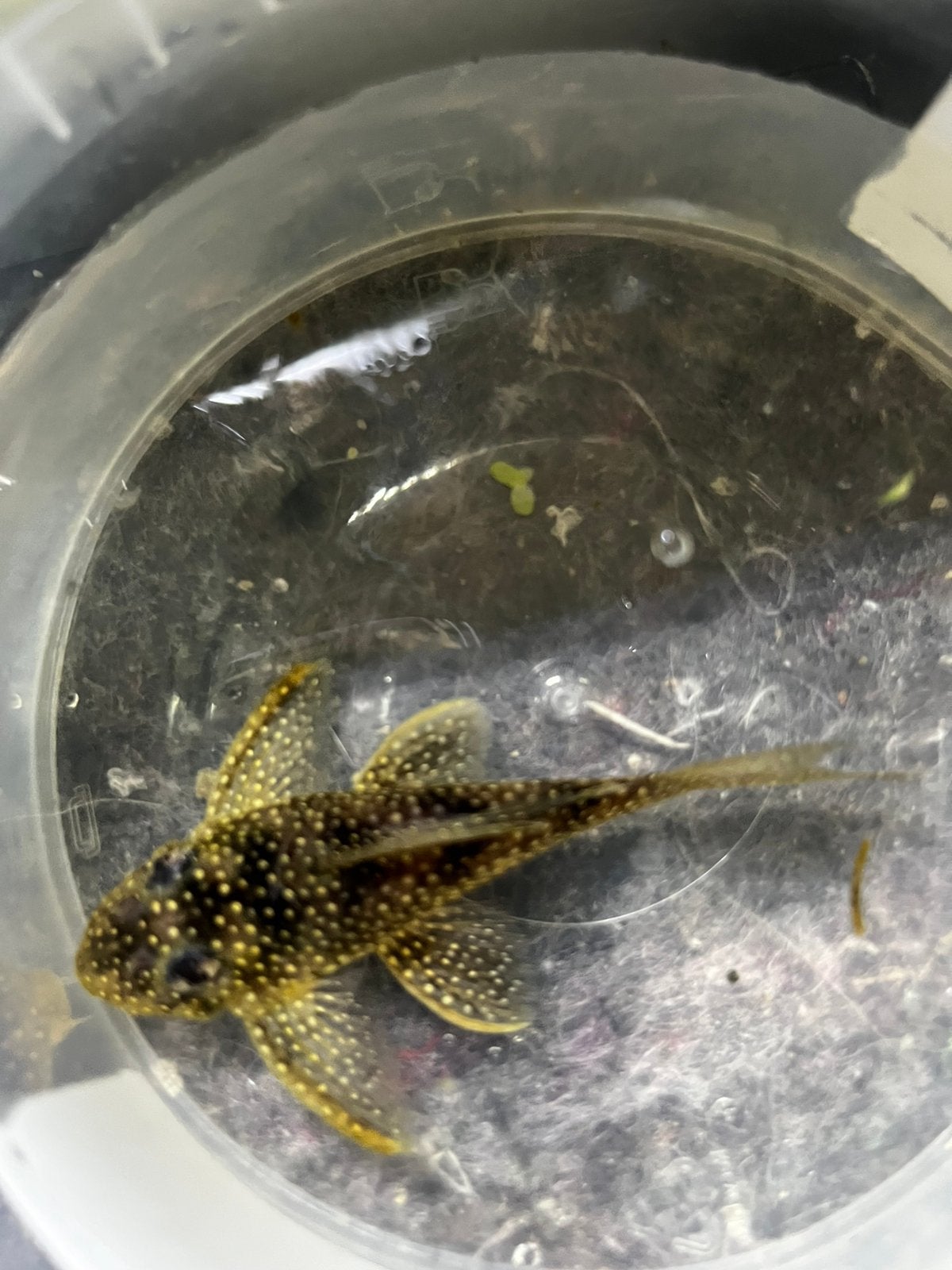 Ancistruss L136  / 15€, Dieren en Toebehoren, Vissen | Aquariumvissen