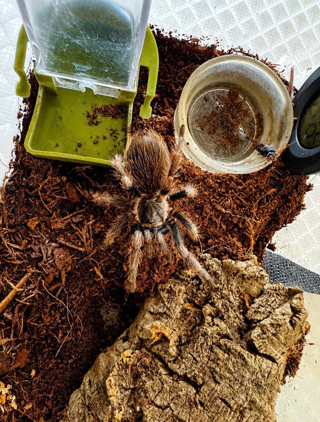 Lasiodorides polycuspulatus (blond géant péruvien)., Animaux & Accessoires, Araignée ou Scorpion