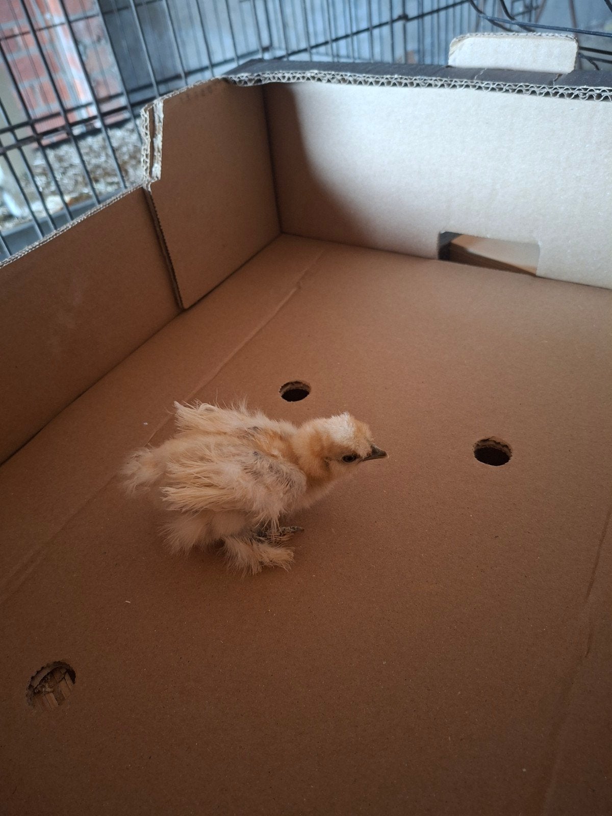 Zijdehoentjes, Dieren en Toebehoren, Vogels | Kanaries